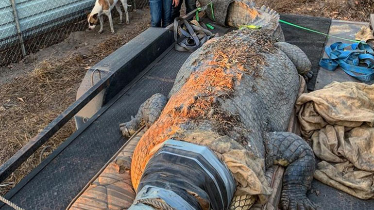 Αυστραλία: Άντρας έπιασε γιγαντιαίο κροκόδειλο 5,1 μέτρων