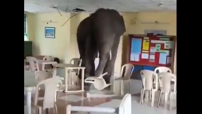 Βεγγάλη: Ελέφαντας εισβάλλει σε στρατιωτική καντίνα και προκαλεί πανικό
