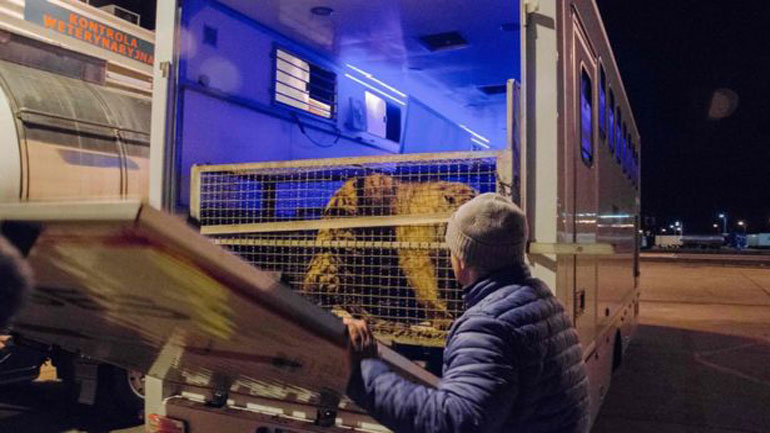 Πέντε τίγρεις που επέζησαν έπειτα από ένα «ταξίδι του τρόμου» στην Ευρώπη μεταφέρονται στην Ισπανία