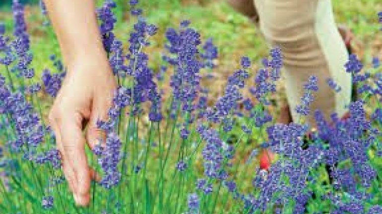 Εφαρμογή για κινητά  θα δείχνει ποιο αρωματικό φυτό μπορεί να ευδοκιμήσει σε κάθε περιοχή