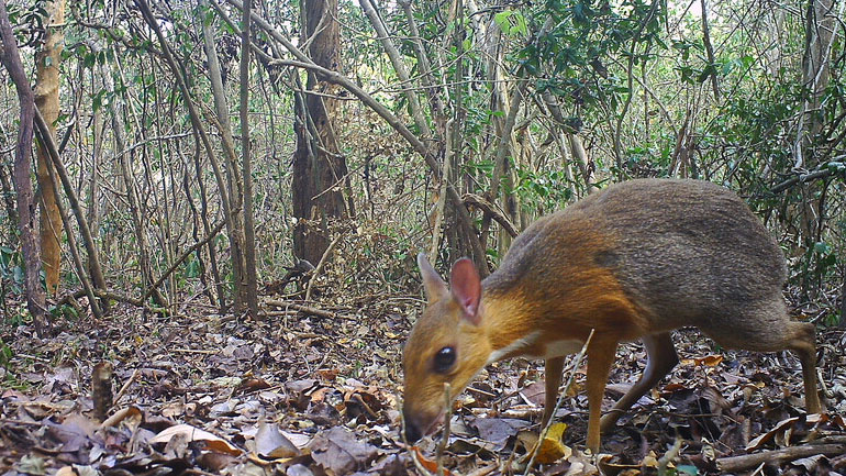 Εντόπισαν σπάνιο ζώο που νόμιζαν ότι είχε εξαφανιστεί – Μοιάζει με ελάφι και ποντίκι