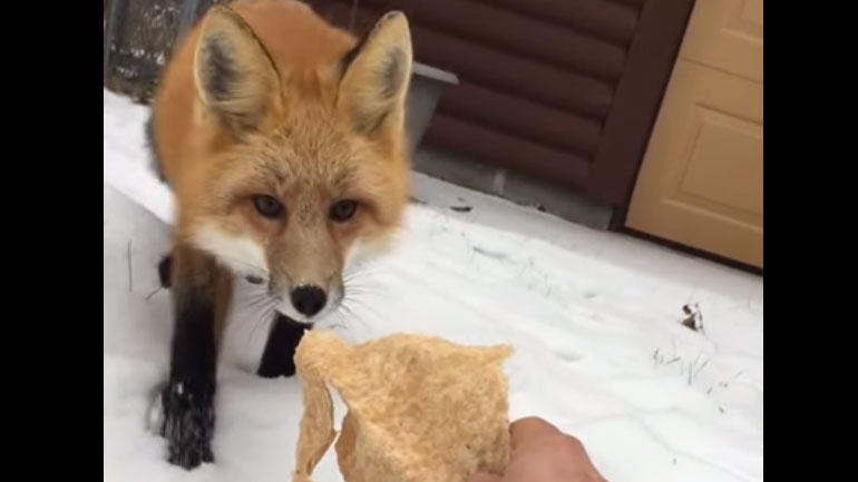 ΗΠΑ: Αλεπού «τρελαίνεται» για τορτίγιες