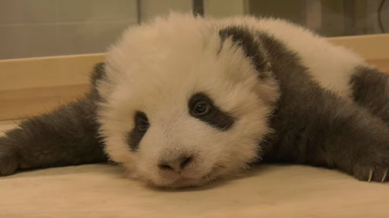 Μωρό πάντα δεν μπορεί να κοιμηθεί επειδή έχει… λόξυγγα