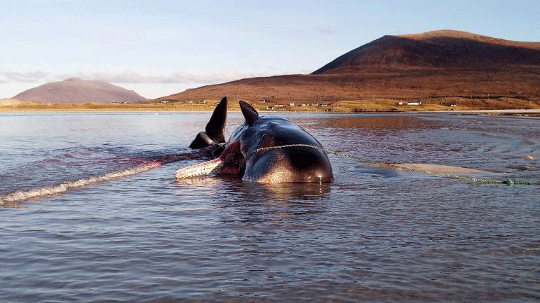 Νεκρή φάλαινα με 100 κιλά σκουπίδια στο στομάχι της βρέθηκε στη Βρετανία
