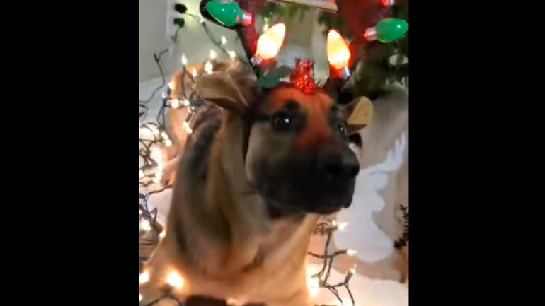 Όταν ακόμα και ο σκύλος σου ανυπομονεί για τα Χριστούγεννα…