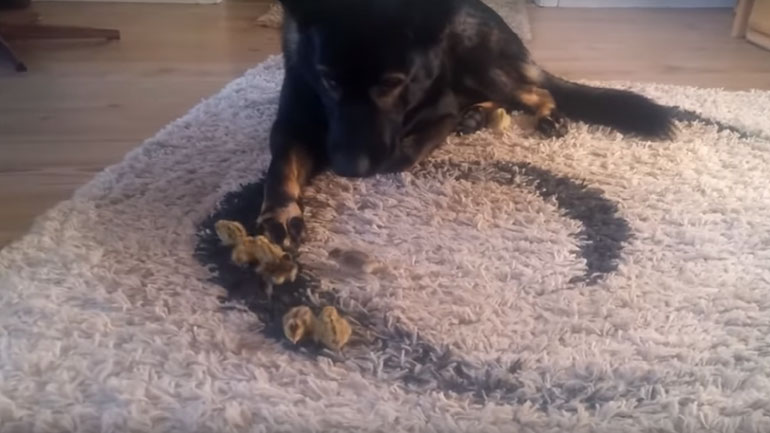 Σκύλοι συναντάνε για πρώτη φορά κοτοπουλάκια