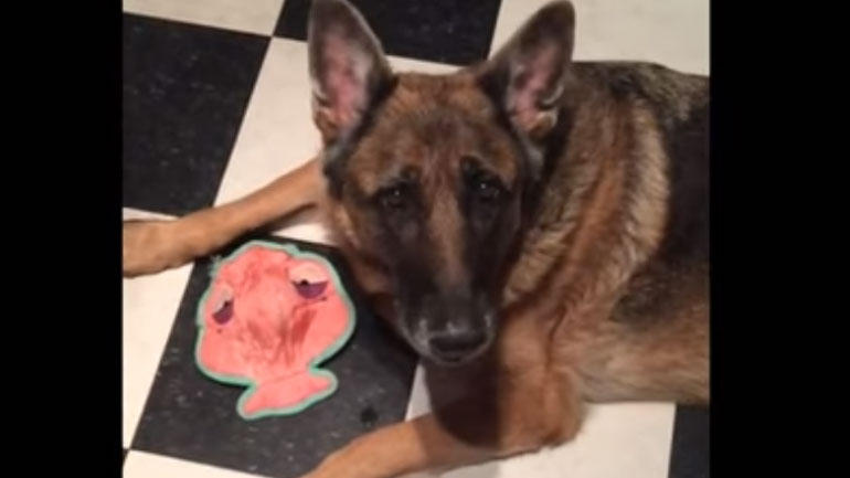 Σκύλος κάνει… ντουέτο με το αφεντικό του