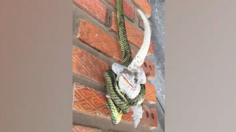 Δεντρόφιδο πνίγει γκέκο