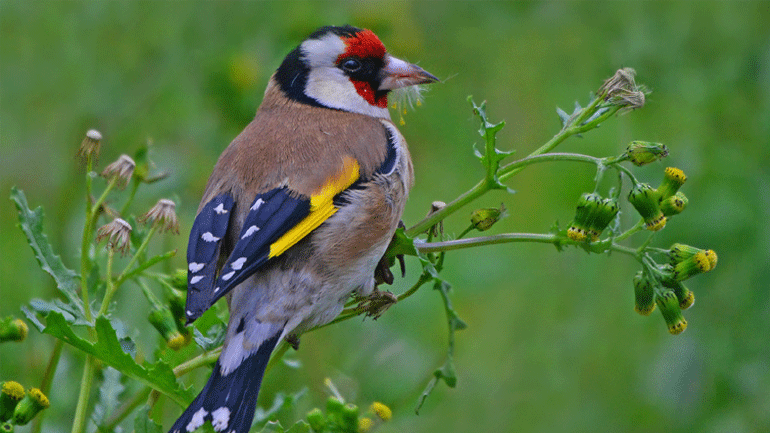 Ισραήλ: Προσπάθησε να περάσει τα σύνορα με… 14 καρδερίνες κρυμμένες στο παντελόνι του