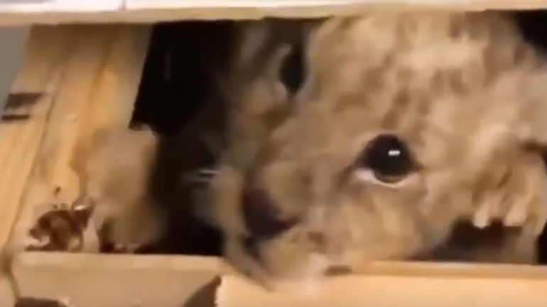 Μεξικό: Άνοιξαν δέμα και βρήκαν μέσα ένα… λιονταράκι