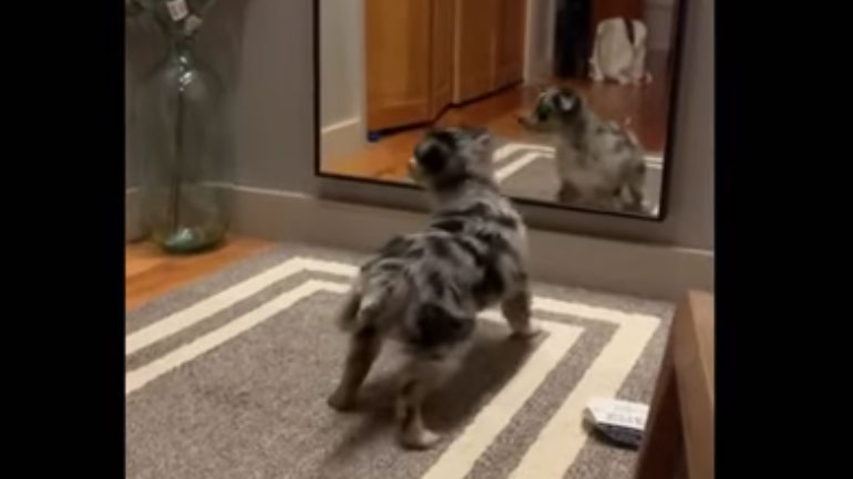 Κουταβάκι μπερδεύεται από την αντανάκλασή του στον καθρέφτη