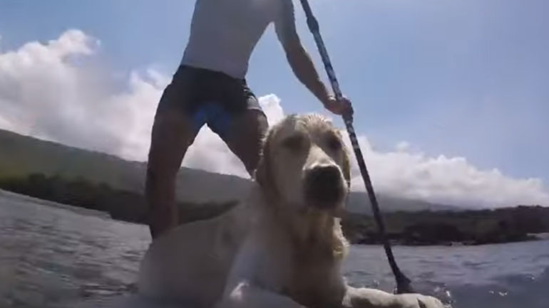 Σκύλος κάνει σερφ