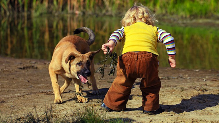 Τι μπορείτε να κάνετε όταν ο σκύλος σας είναι επιθετικός;