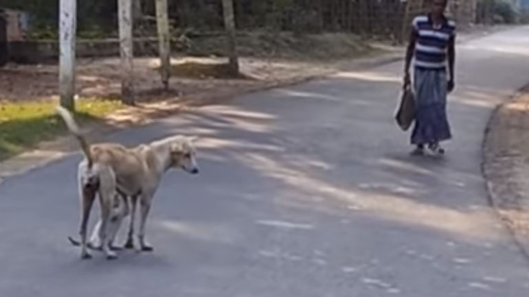 Αδέσποτος σκύλος ταΐζει… γάτα