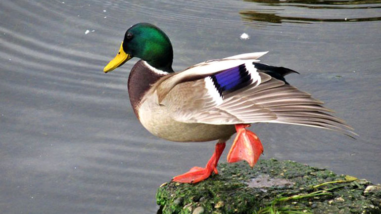 Σπάνια πολύχρωμη πάπια στη λίμνη της Καστοριάς