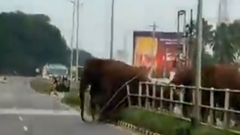 Ελέφαντες «εισέβαλαν» σε αυτοκινητόδρομο στην Ινδία