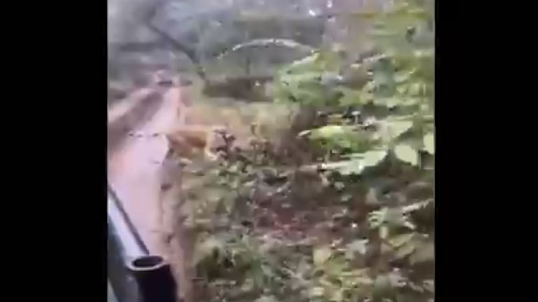 Ινδία: Τίγρης καταδιώκει όχημα που μετέφερε τουρίστες