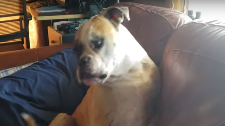 Αυτός ο σκύλος είναι ο μεγαλύτερος τεμπέλης στον κόσμο