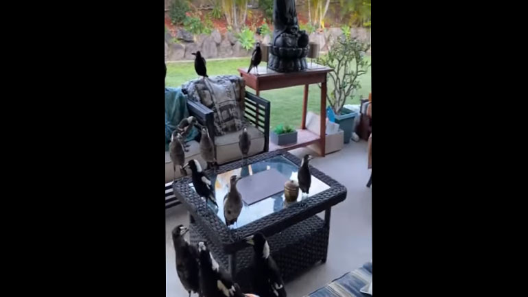 Άνδρας τάισε μια καρακάξα και τώρα κάθε φορά που βγαίνει στην αυλή του βλέπει αυτό…