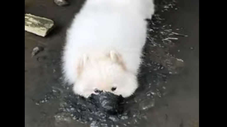 Σκύλος γεννημένος για την… καταστροφή