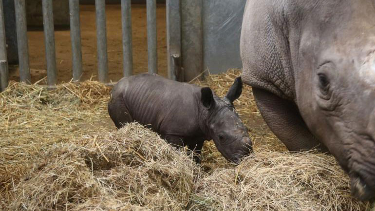 Σπάνιο είδος λευκού ρινόκερου γεννήθηκε στο Βέλγιο