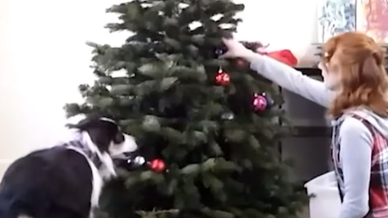 Αξιαγάπητος σκύλος στολίζει το χριστουγεννιάτικο δέντρο μαζί με το αφεντικό του