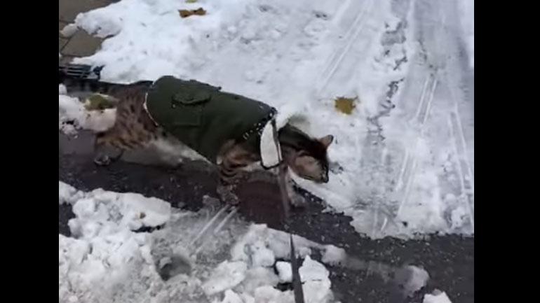 Αυτή η γάτα αρνείται να ακουμπήσει το χιόνι