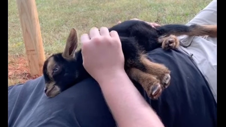 Κατσικάκι λατρεύει τις αγκαλιές