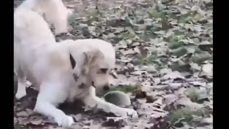 Σκύλος συναντάει για πρώτη φορά σκαντζόχοιρο