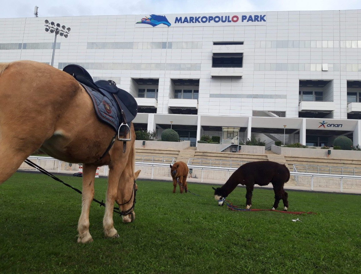 Πόνυ και εξωτικά alpaca στο Markopoulo Park