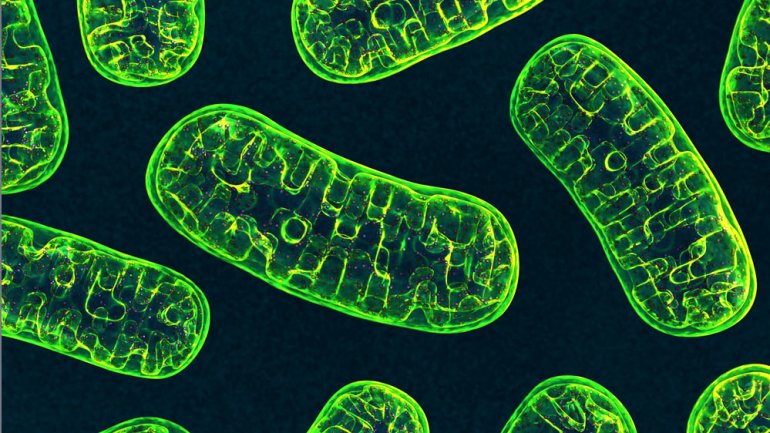 Ο αυτοκανιβαλισμός των μιτοχονδρίων οδηγεί σε νευροεκφυλισμό