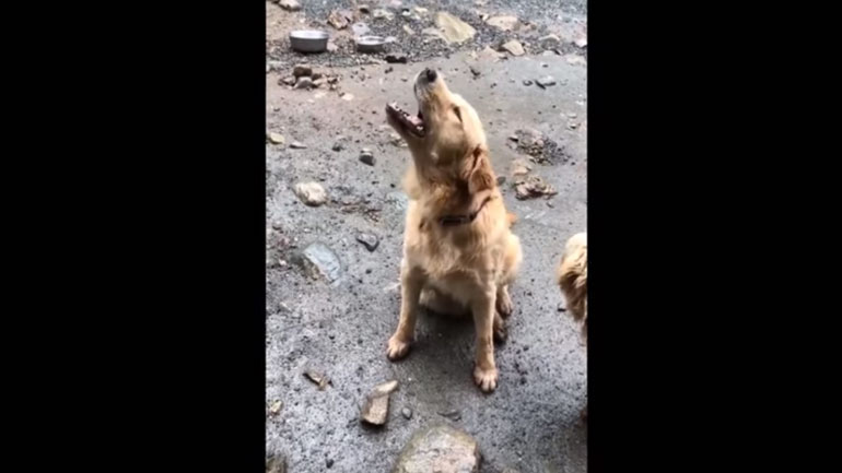 Σκύλος προσπαθεί να… φάει τη βροχή