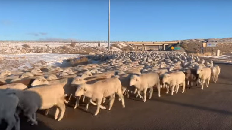 ΗΠΑ: Οι δρόμοι του Ροκ Σπρίνγκς «πλημμύρισαν» με χιλιάδες πρόβατα