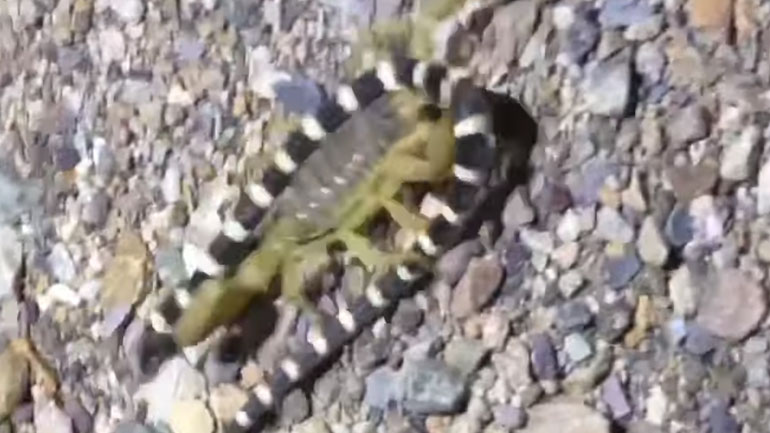 Σκορπιός τρέπεται σε άτακτη φυγή κουβαλώντας νεκρό φίδι
