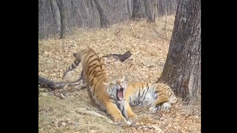 Στιγμές χαλάρωσης για τις… αξιαγάπητες τίγρεις της Σιβηρίας