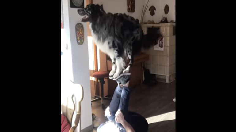 Σκύλος και ιδιοκτήτης συνεργάζονται και κάνουν εντυπωσιακά κόλπα