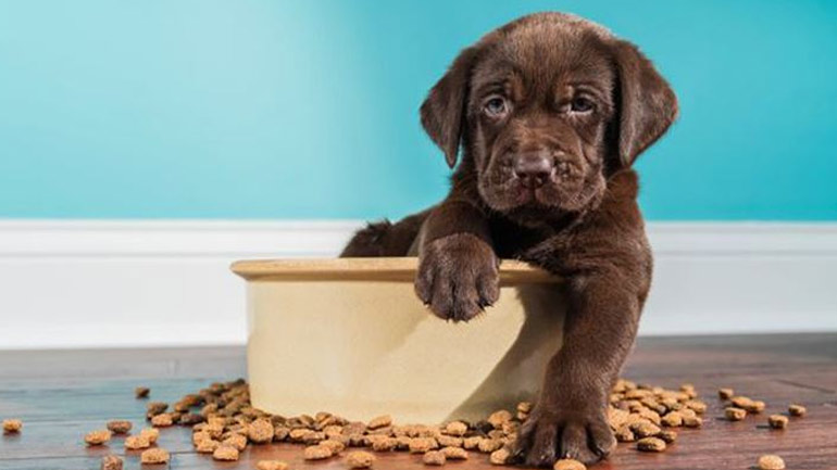 Τι πρέπει να ξέρετε για την τροφή του σκύλου σας