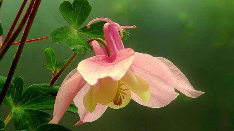 Νέα έρευνα με πόρισμα σοκ: Τα φυτά βγάζουν υπερηχητικά «ουρλιαχτά» όταν στρεσάρονται!