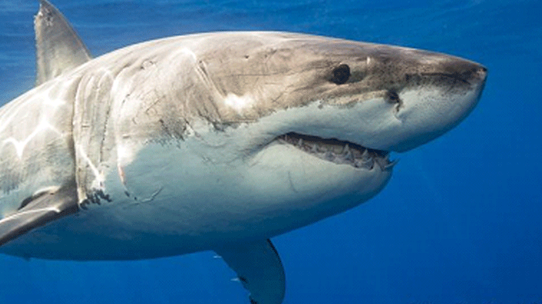 Οι ωκεανοί χάνουν οξυγόνο λόγω της κλιματικής  αλλαγής