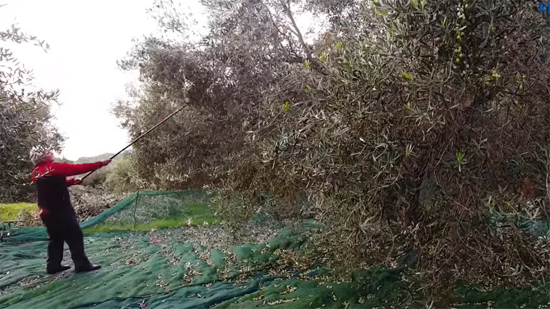 Ελιά: Από τη συγκομιδή στο ελαιοτριβείο – Δείτε το βίντεο