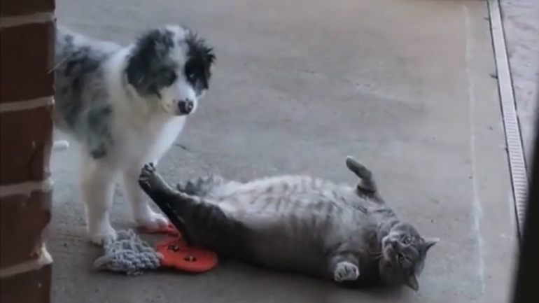 Είναι αυτός ο πιο χοντρός γάτος στο Τέξας;