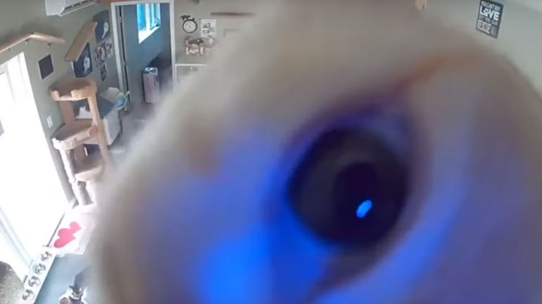 Γάτα ανακαλύπτει κάμερα ασφαλείας και προσφέρει άφθονο γέλιο