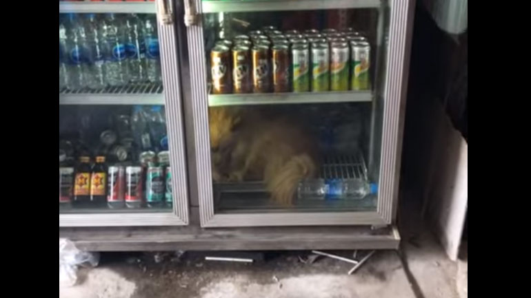Σκύλος στην Ταϊλάνδη ζεσταινόταν και αποφάσισε να μπει στο… ψυγείο
