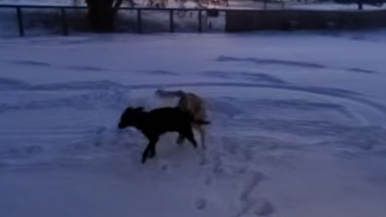 Δύο σκύλοι βλέπουν χιόνι για πρώτη φορά