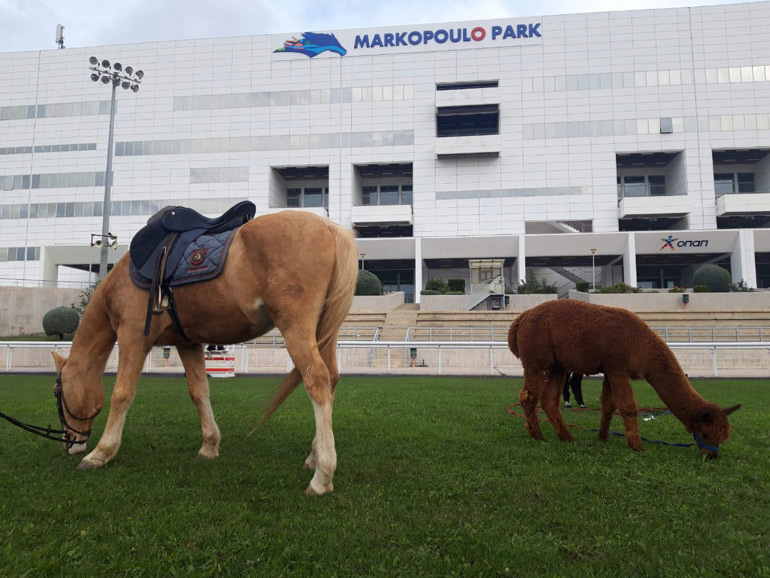 Πόνυ και εξωτικά alpaca στο Markopoulo Park