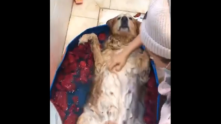 Ο σκύλος που λατρεύει να κάνει μπάνιο