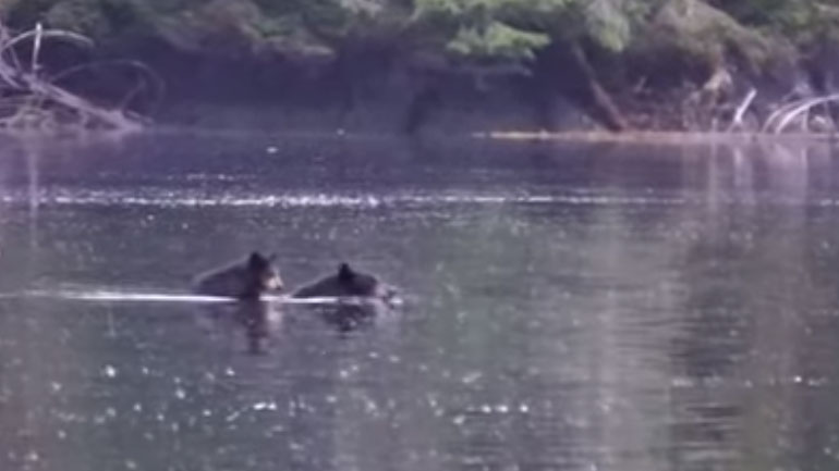 Μαμά αρκούδα μεταφέρει το μωρό της στην απέναντι όχθη ενός ποταμού