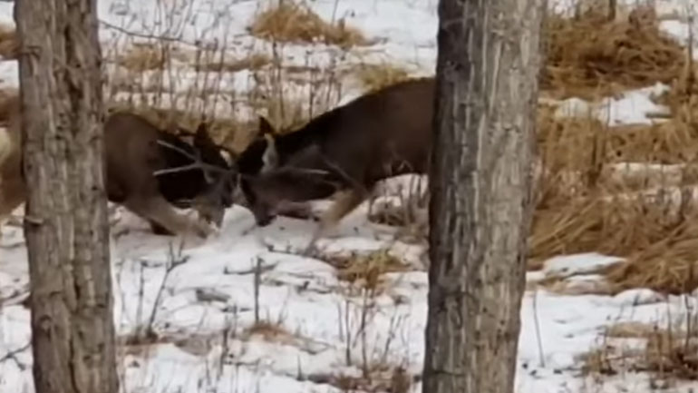 Δύο αρσενικά ελάφια μάχονται για την κυριαρχία