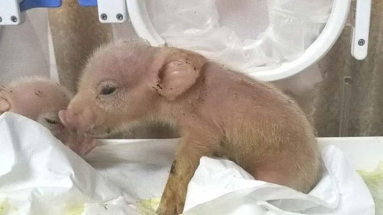 Επιστήμονες δημιούργησαν γουρουνοπίθηκο στην Κίνα