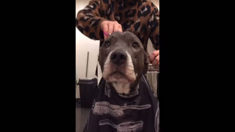 Δύο πίτμπουλ πήγαν για… κούρεμα μαζί με το αφεντικό τους